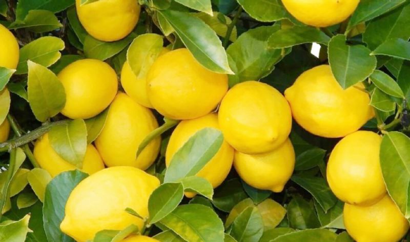 Limon ihracat yasa ertelendi...