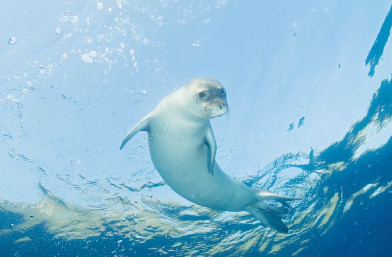 Bozyaz��da Akdeniz foklar� takipte...