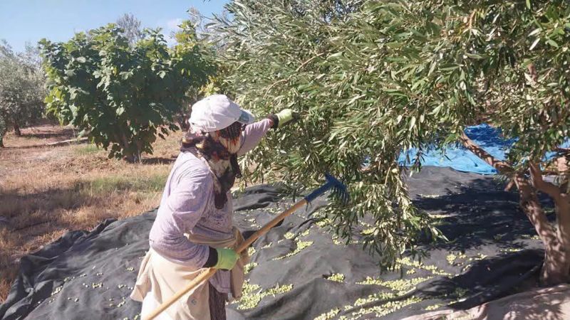 Zeytin i�in fiyat inceleme �a�r�s�