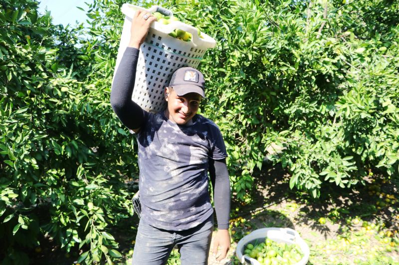 Limon reticileri  fiyat destei istiyor...