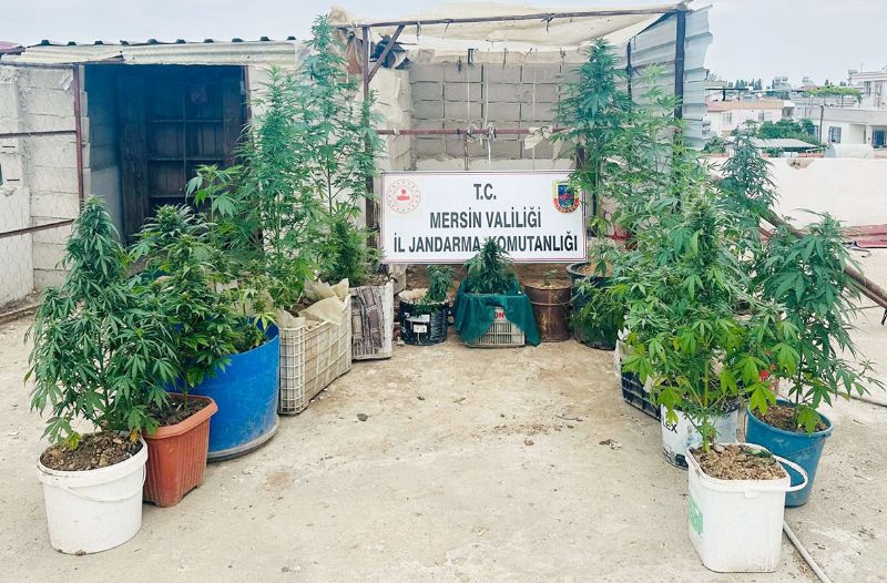 Kovalarda uyuturucu yetitiren 2 pheli yakaland...