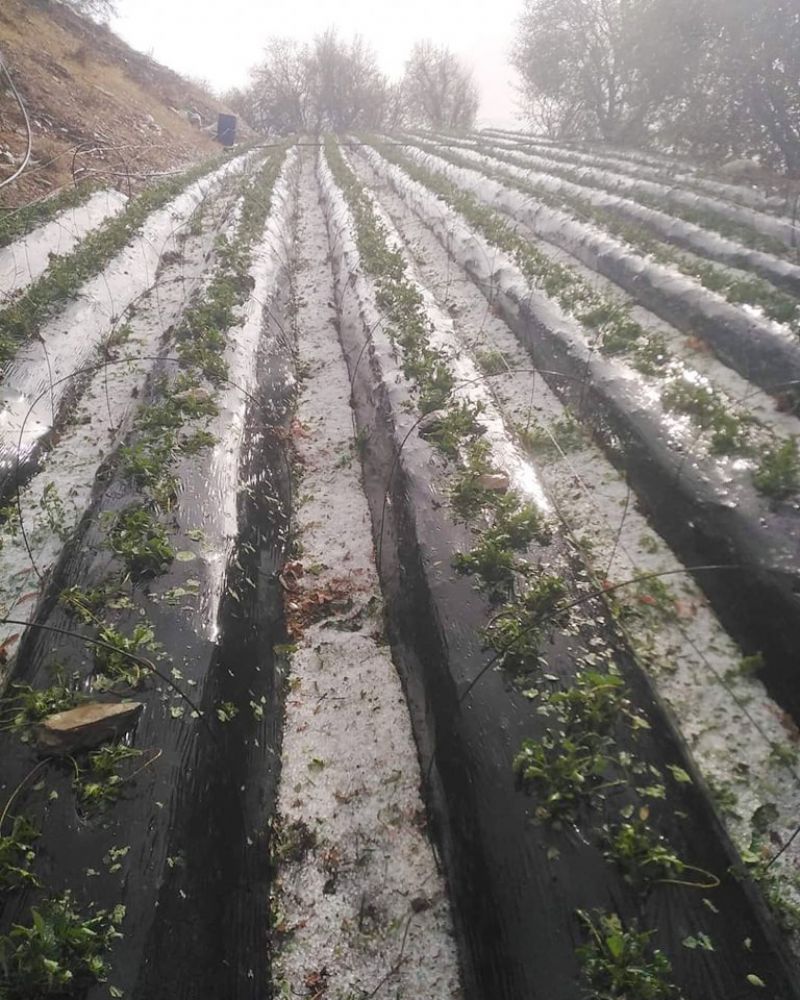 Anamuru dolu vurdu...