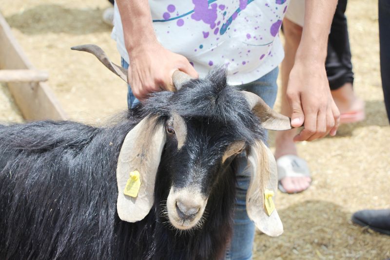 Mersin kurbanl�kta T�rkiye ortalamas�n� a�t�...