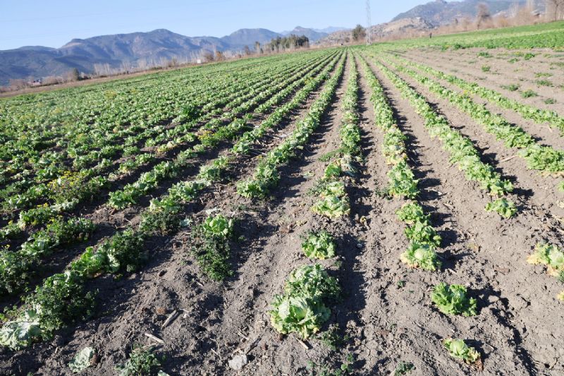 Mersin tapularn istiyor!...