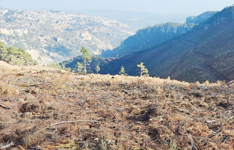 Orman d���na ��kar�lan alanlar  sermayeye mi devredilecek?...