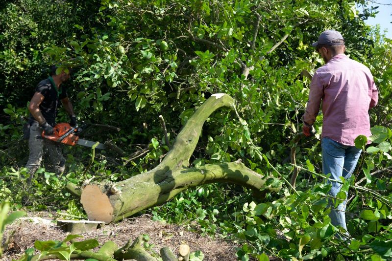 Dal�nda 1 lira olan limon markette 100 liraya ko�uyor!...