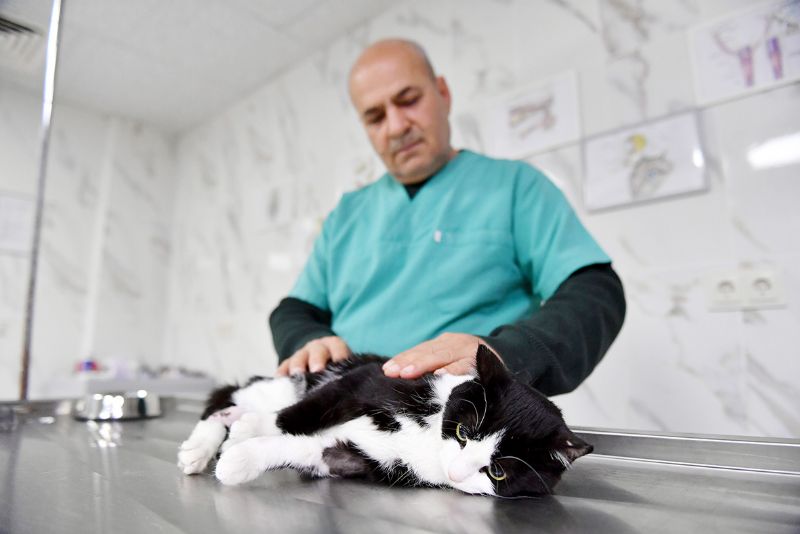 Yaral kedi ampute edilerek kurtarld...
