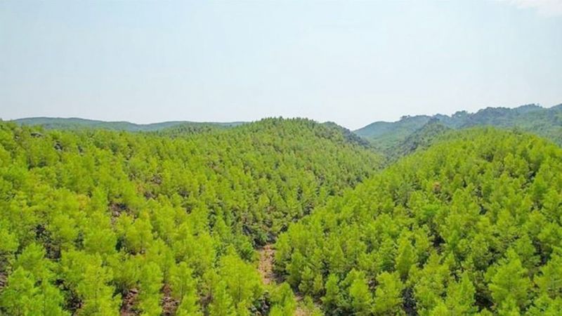 Mersin�de baz� alanlar orman d���na ��kar�ld�...