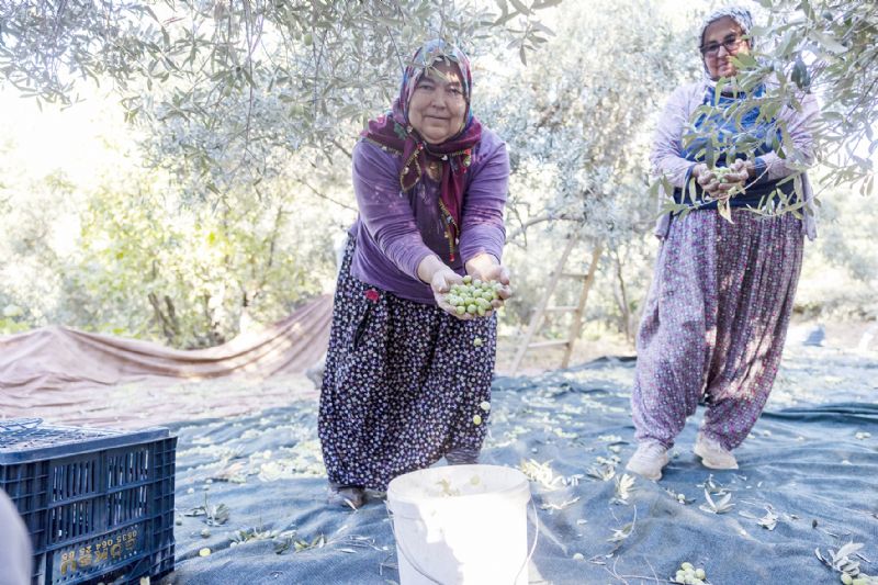 Zeytin reticisi iin destek ars...