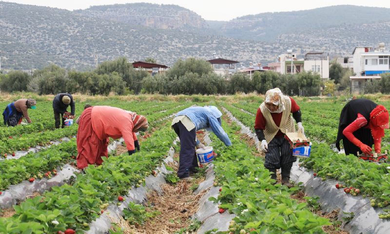 thal ilek Mersin rnym gibi ihra ediliyor! ...