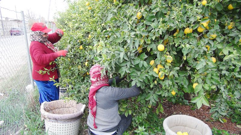 Limonda gidiat iyi deil!...