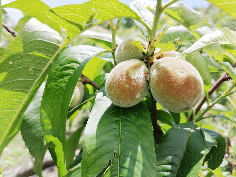 �Yere d��en her meyve tar�ma zarar veriyor� ...