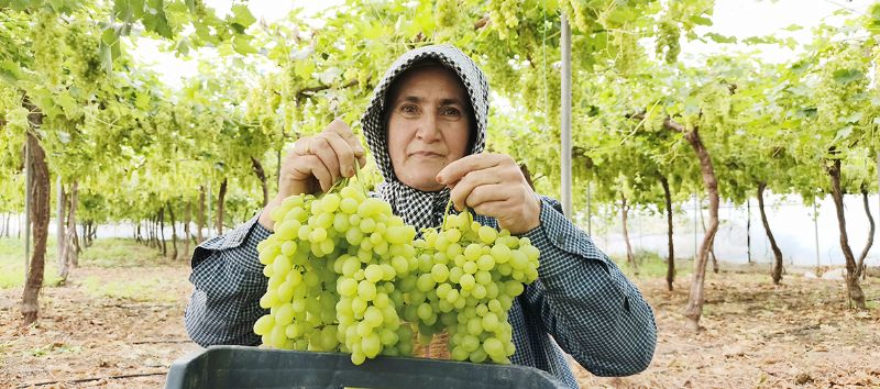 �AKP, Mersinli �z�m �reticisine �ba��n� s�k, topra��n� terk et� diyor�