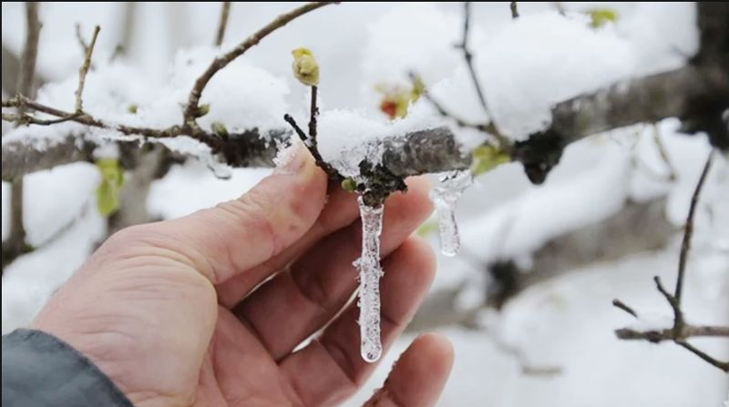 Mersin�e zirai don uyar�s�