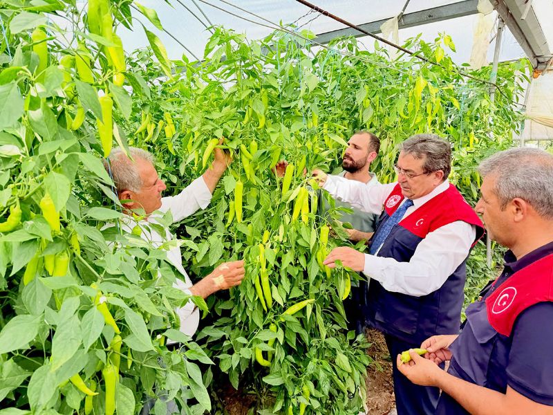 Akdeniz kapya biber �retim �ss� oldu