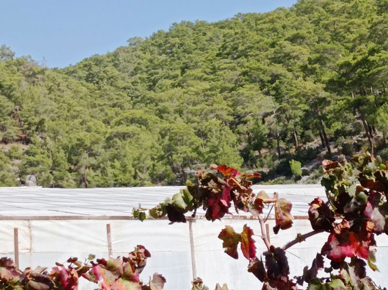 Dan��tay�dan Bozyaz��ya g�zel haber!...