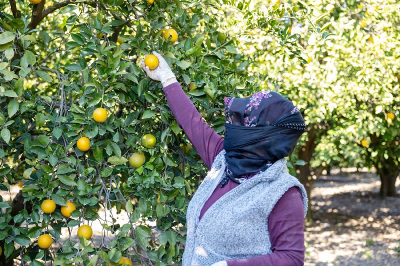 Mersin Kan Portakal�  co�rafi i�aret tescilini ald�