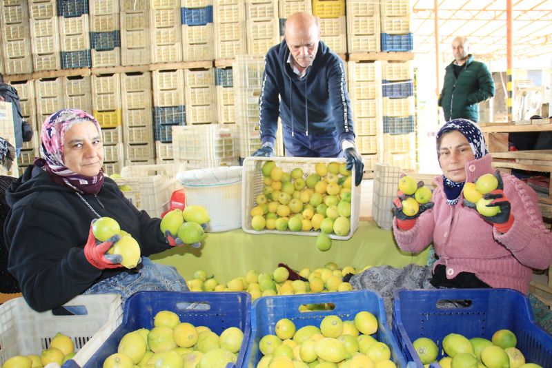 Zehirli hasat; sofralardaki pestisit tehlikesi endie yaratyor...